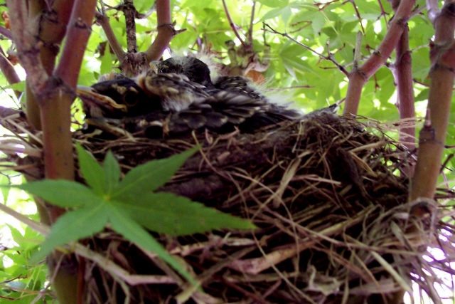 100_0302babyrobins.jpg