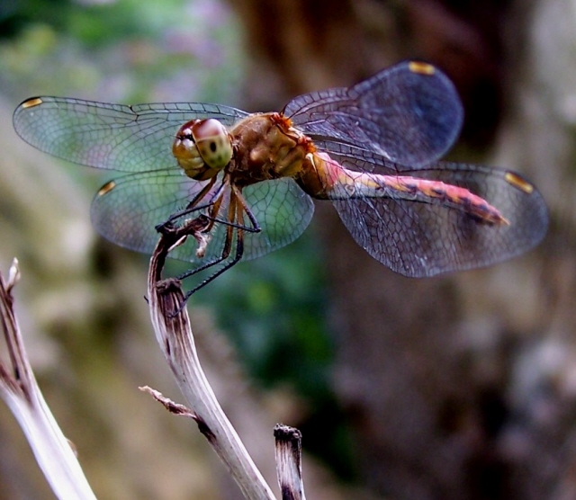 100_0762dragonflysmile.jpg